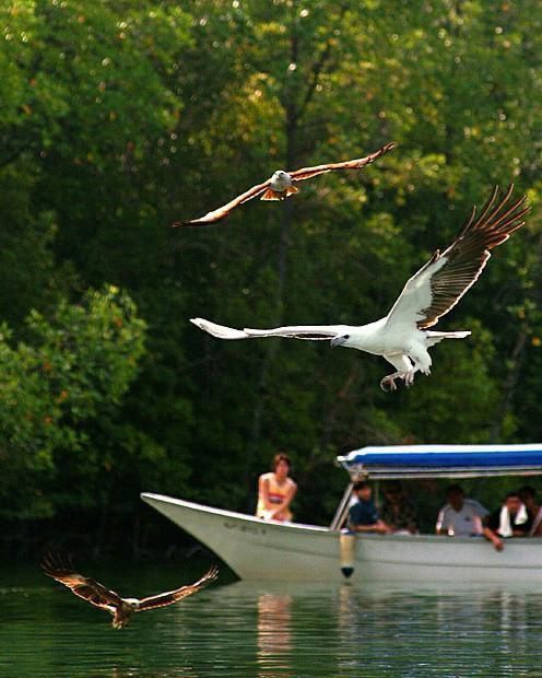 MANGROVE TOUR